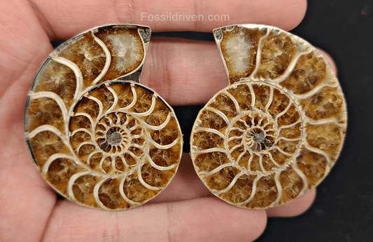 1.98" Cut & Polished Agatized Ammonite Fossil – Display Specimen | Fossil Driven - Fossil Driven