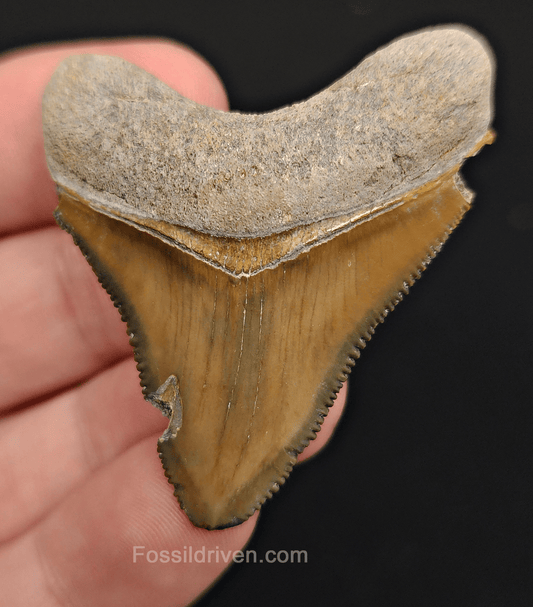 1.98" Fossil Megalodon Tooth – Authentic Fossil from Bone Valley, Florida - Fossil Driven