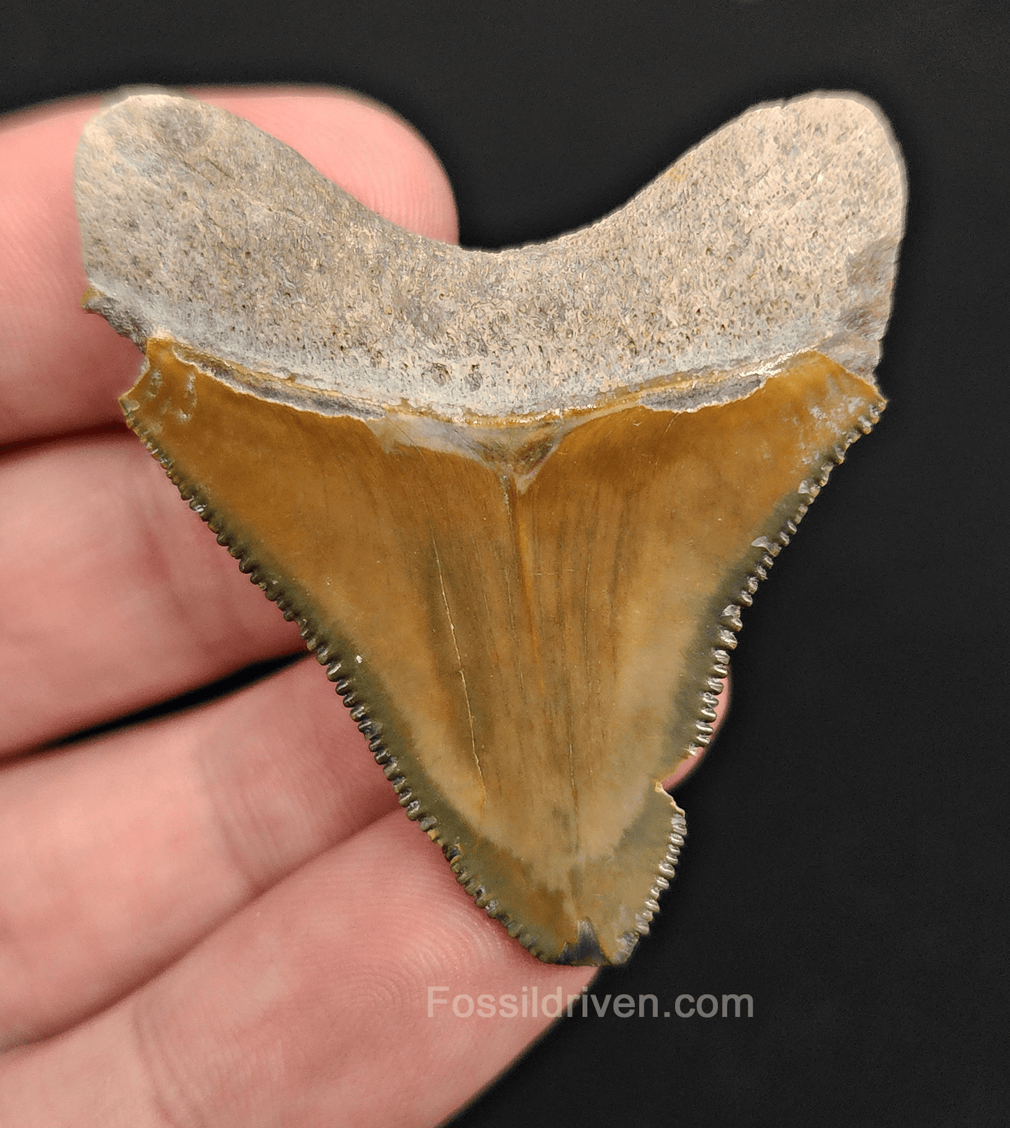 1.98" Fossil Megalodon Tooth – Authentic Fossil from Bone Valley, Florida - Fossil Driven