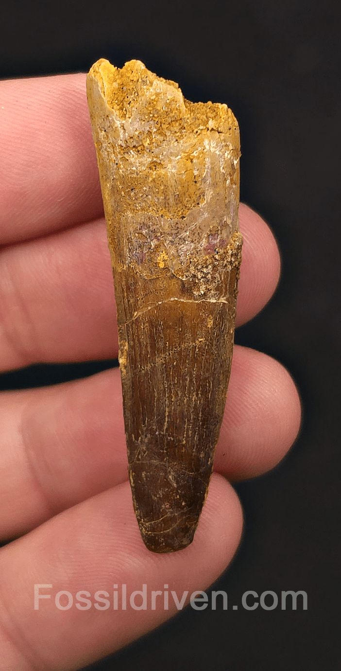 1.98" Fossil Spinosaurus Tooth - Real Dinosaur Tooth - Fossil Driven