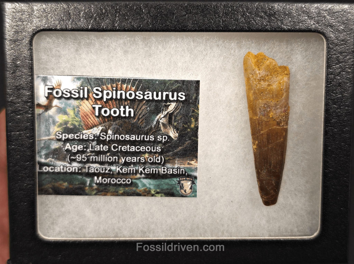 1.98" Fossil Spinosaurus Tooth - Real Dinosaur Tooth - Fossil Driven