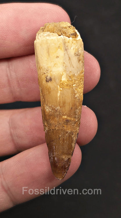1.99" Fossil Spinosaurus Tooth - Real Dinosaur Tooth - Fossil Driven
