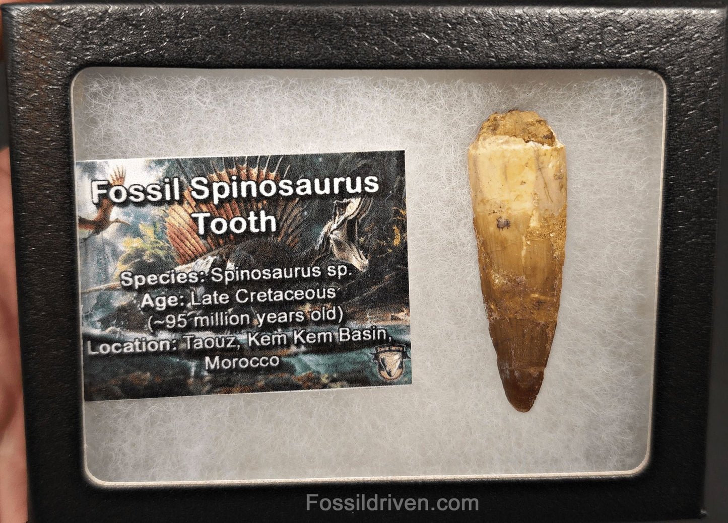1.99" Fossil Spinosaurus Tooth - Real Dinosaur Tooth - Fossil Driven