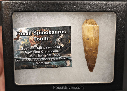1.99" Fossil Spinosaurus Tooth - Real Dinosaur Tooth - Fossil Driven
