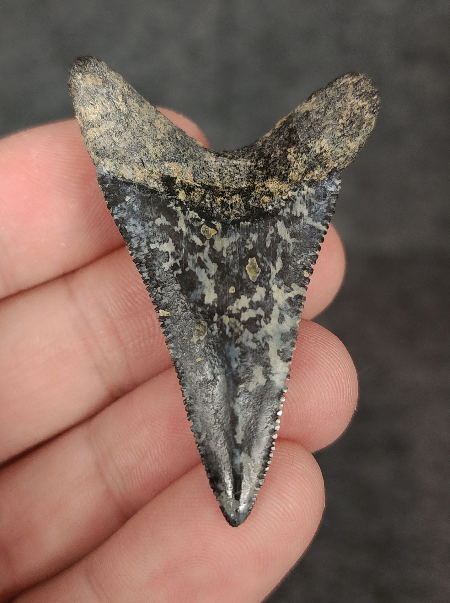 Rear view of a 2.01-inch fossil Great White shark tooth from Venice, Florida, highlighting the intact root structure and natural coloration.