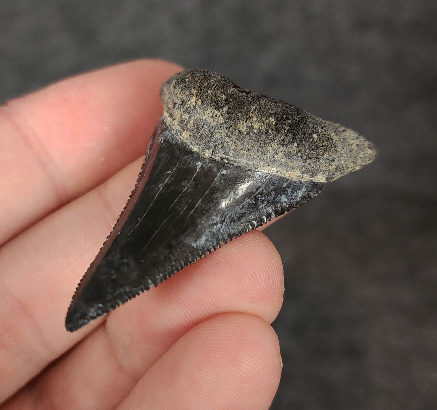 Display view of a 2.01-inch Great White shark tooth fossil from Venice, Florida, shown with measurement scale for size reference.
