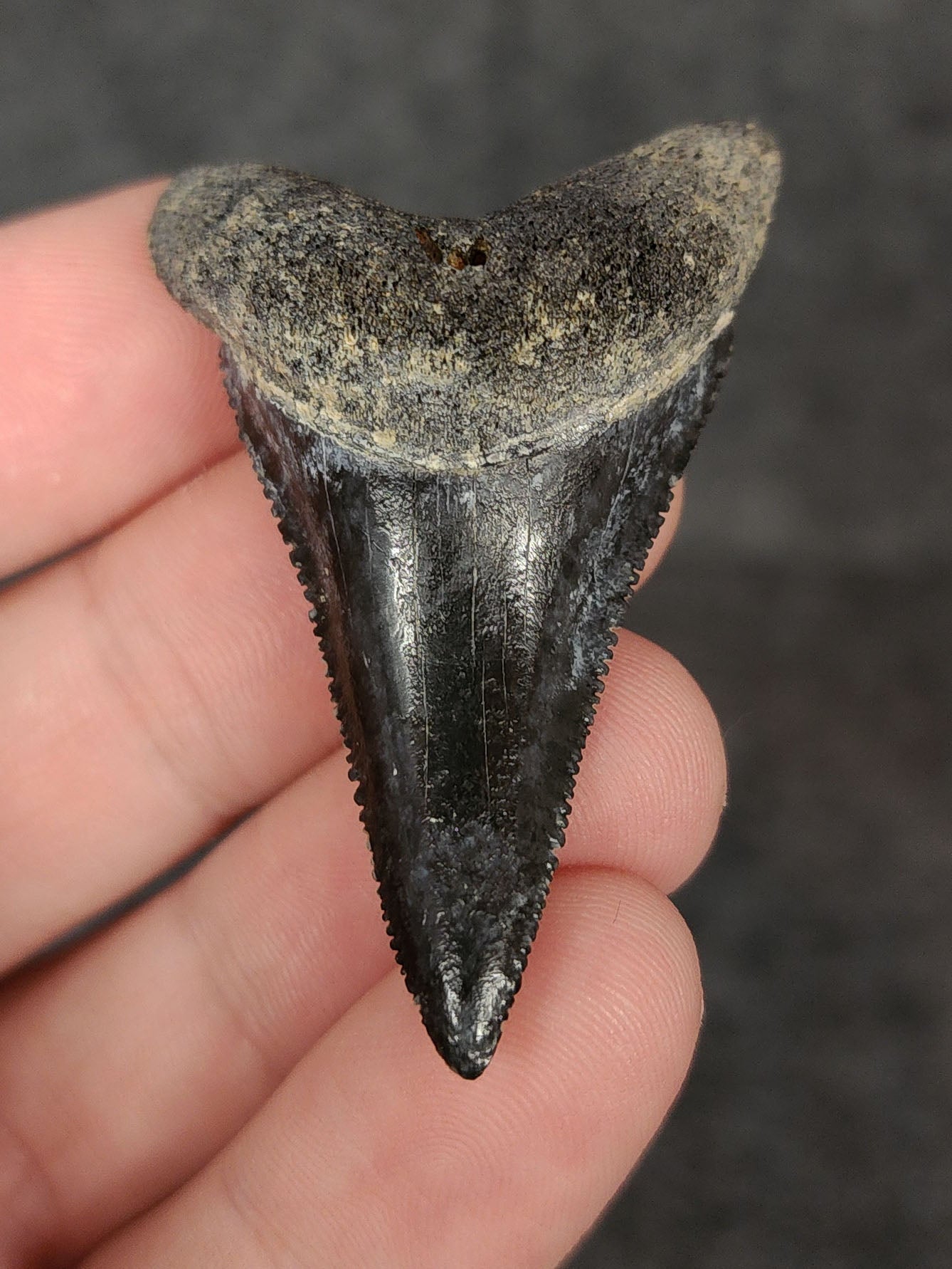 Front view of a 2.01-inch fossilized Great White shark tooth from Venice, Florida, showcasing sharp serrations and well-preserved enamel.