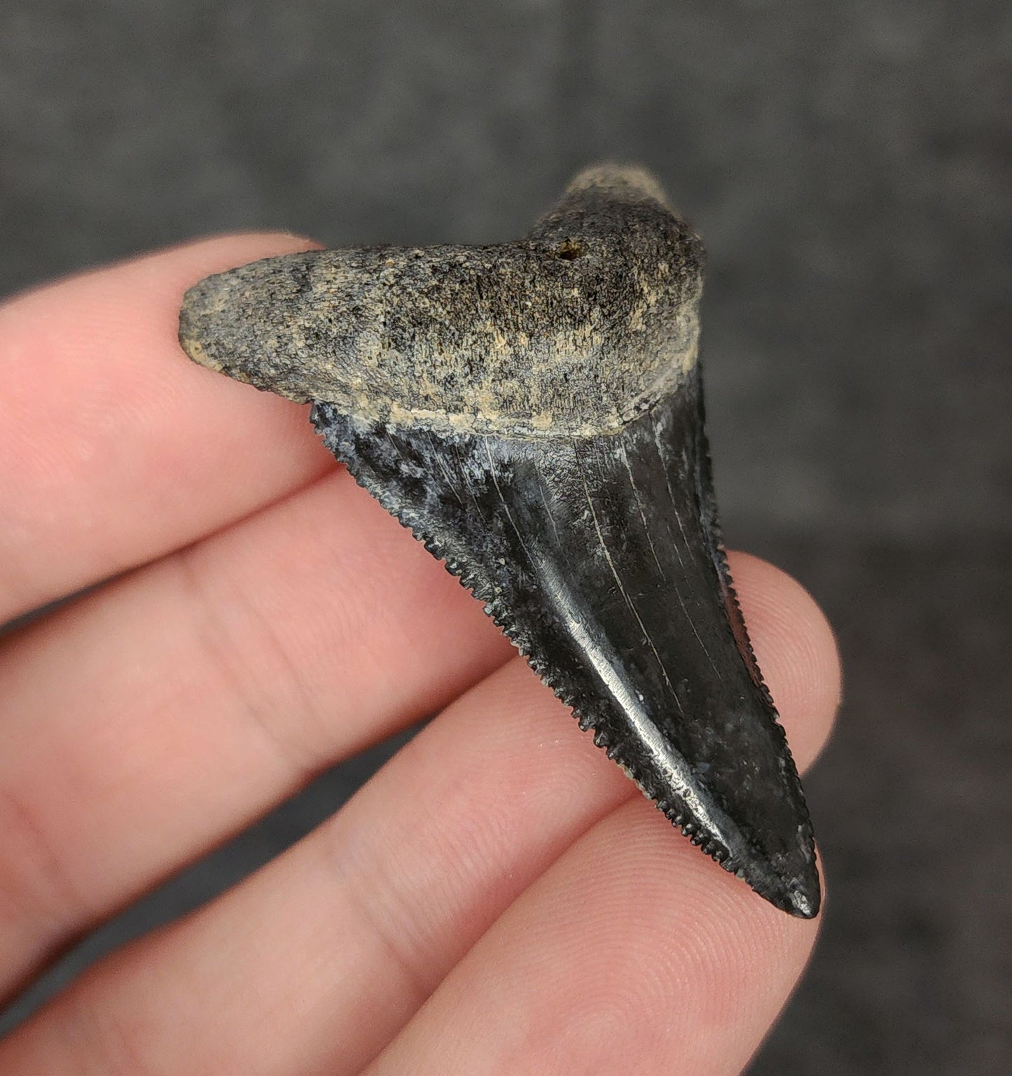 Side angle of a 2.01-inch fossilized Great White shark tooth from Venice, Florida, emphasizing the tooth's thickness and curvature.