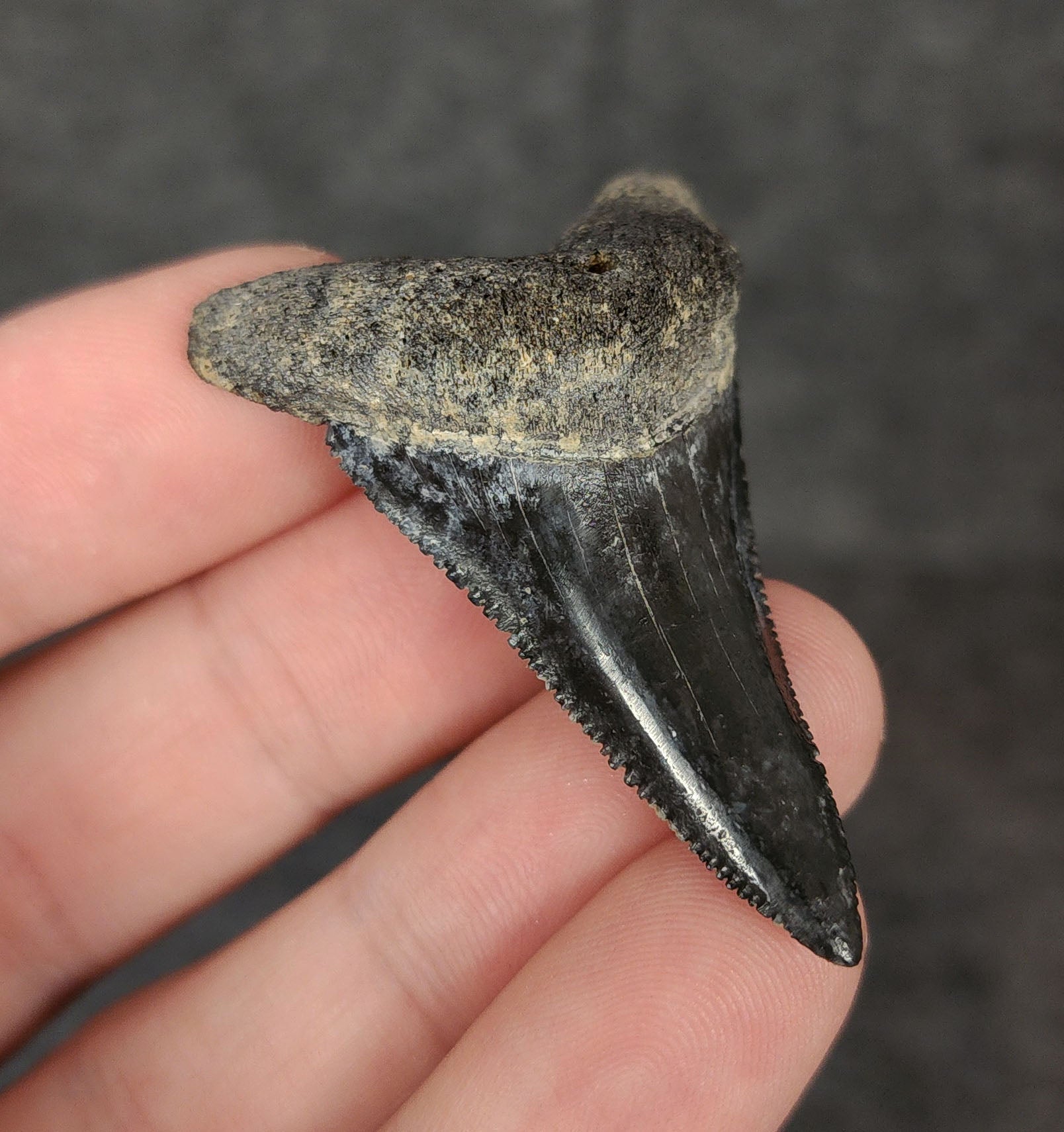 Side angle of a 2.01-inch fossilized Great White shark tooth from Venice, Florida, emphasizing the tooth's thickness and curvature.