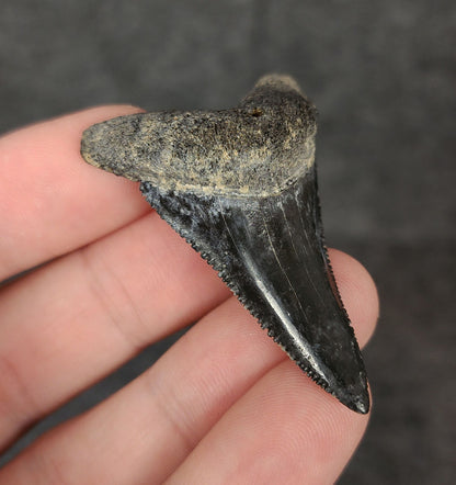 Side angle of a 2.01-inch fossilized Great White shark tooth from Venice, Florida, emphasizing the tooth's thickness and curvature.