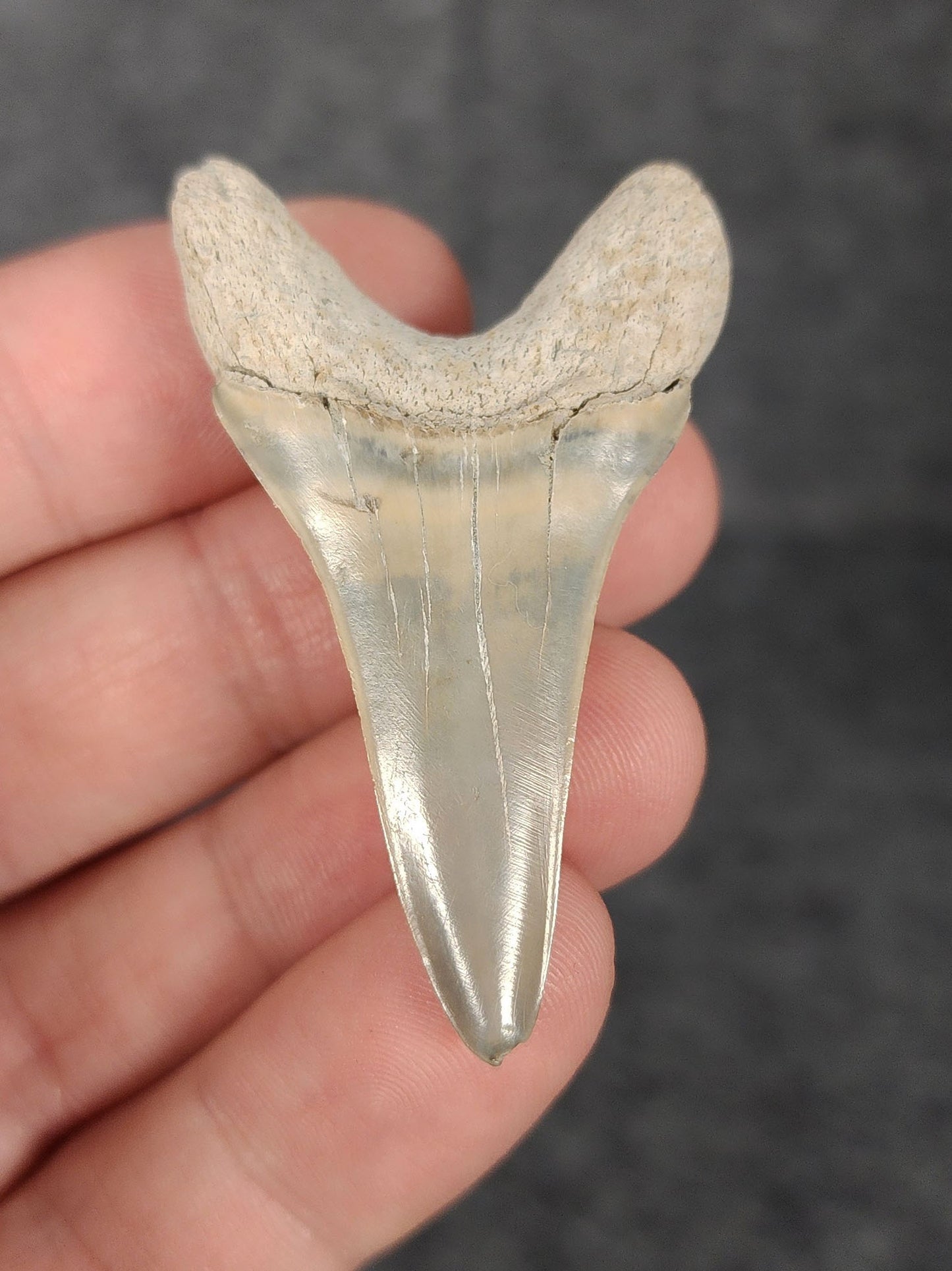 Rear view of a 2.03-inch Mako shark tooth fossil from Lee Creek, North Carolina, highlighting the intact root structure and natural coloration.