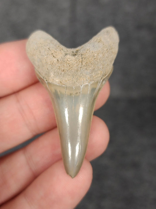 Front view of a 2.03-inch fossilized Mako shark tooth from Lee Creek, North Carolina, showcasing smooth enamel and broad blade characteristic of Isurus hastalis.