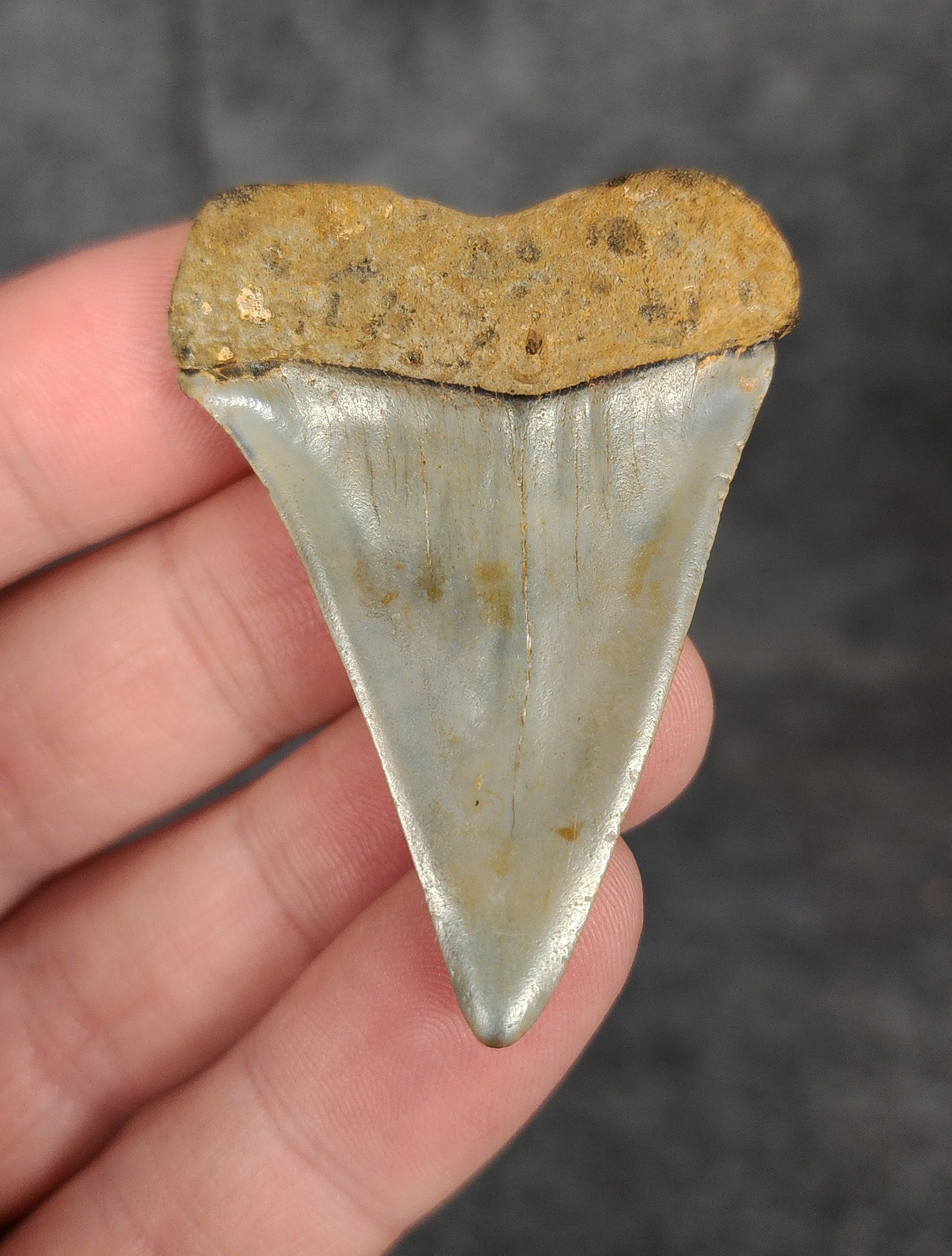 Rear view of a 2.03-inch fossil Mako shark tooth from Wilmington, North Carolina, highlighting the intact root and natural coloration.