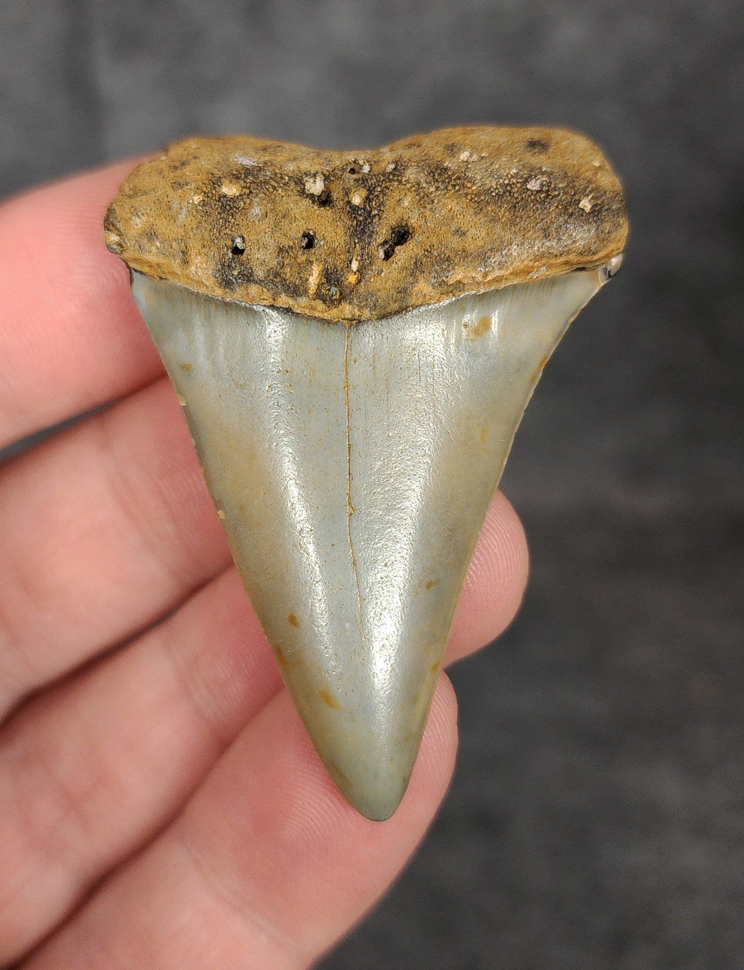 Front view of a 2.03-inch fossilized Mako shark tooth from Wilmington, North Carolina, showcasing smooth enamel and classic blade shape.