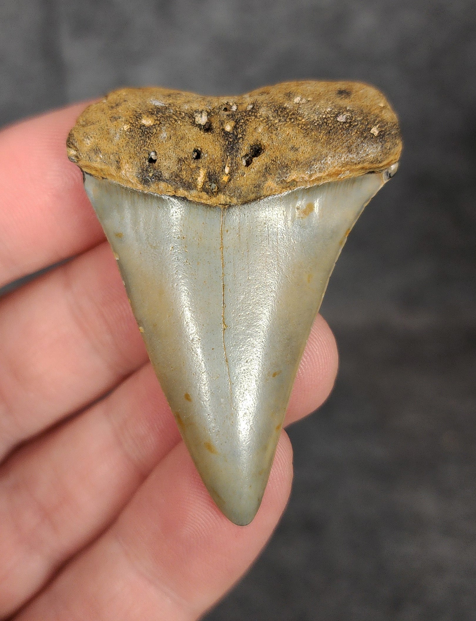 Front view of a 2.03-inch fossilized Mako shark tooth from Wilmington, North Carolina, showcasing smooth enamel and classic blade shape.