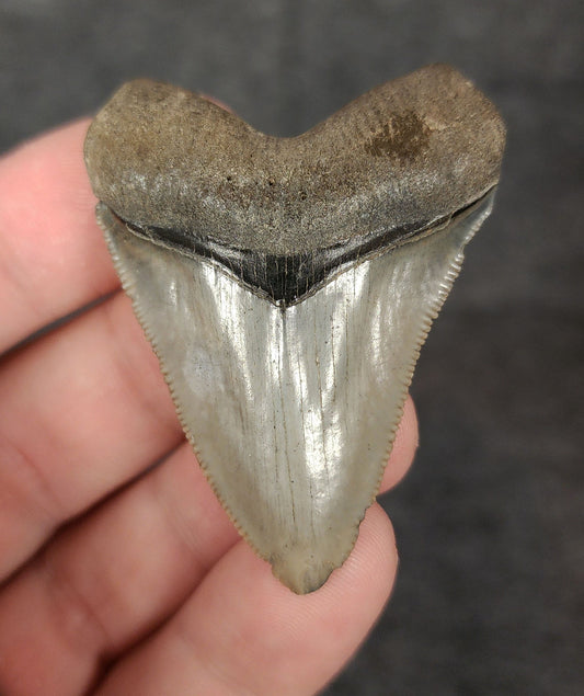 Front view of 2.03-inch authentic Megalodon tooth fossil from Venice, Florida, showcasing natural enamel and robust root.