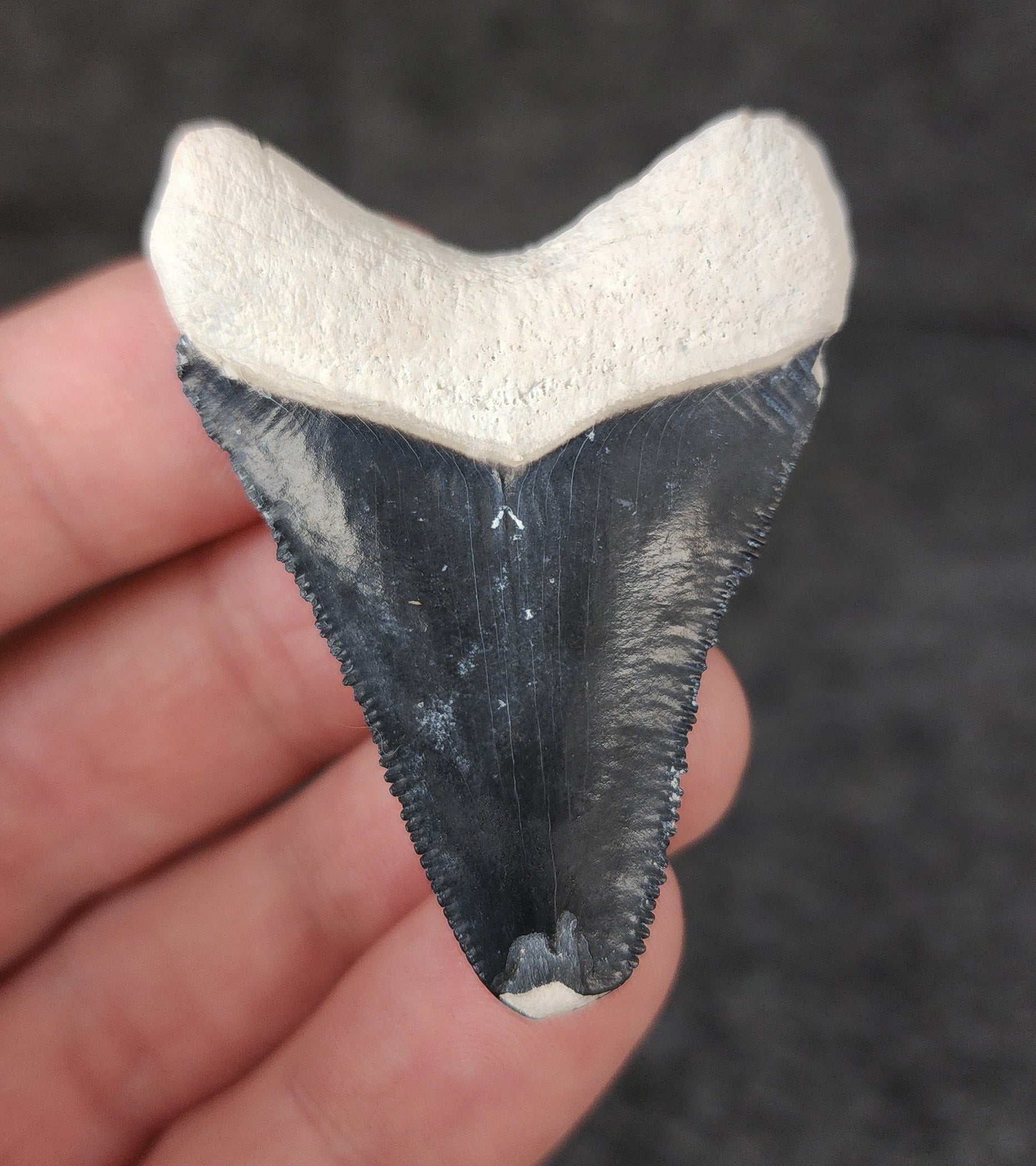 Back view of 2.04-inch Megalodon tooth fossil, highlighting the root structure and enamel preservation.