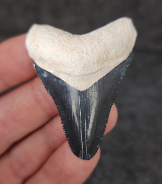 Front view of 2.04-inch authentic Megalodon tooth fossil from Bone Valley, Florida, showcasing natural enamel and robust root.