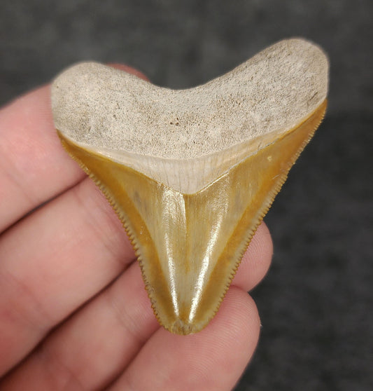 Front view of 2.05-inch authentic Megalodon tooth fossil from Bone Valley, Florida, showcasing natural enamel and robust root.