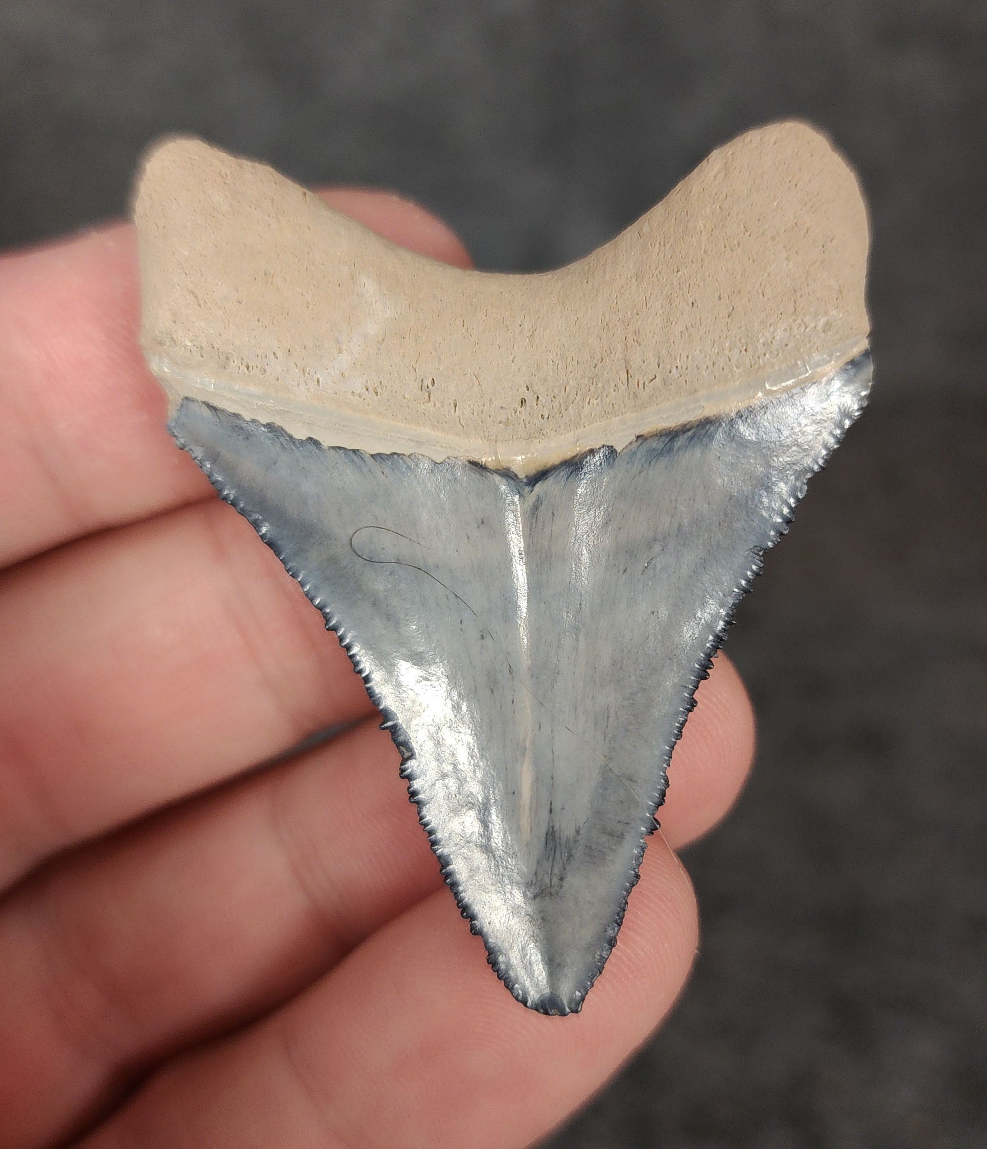Back view of 2.07-inch Megalodon tooth fossil, highlighting the root structure and enamel preservation.