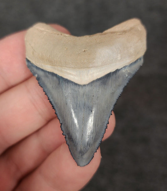 Front view of 2.07-inch authentic Megalodon tooth fossil from Golden Beach, Florida, showcasing natural enamel and robust root.