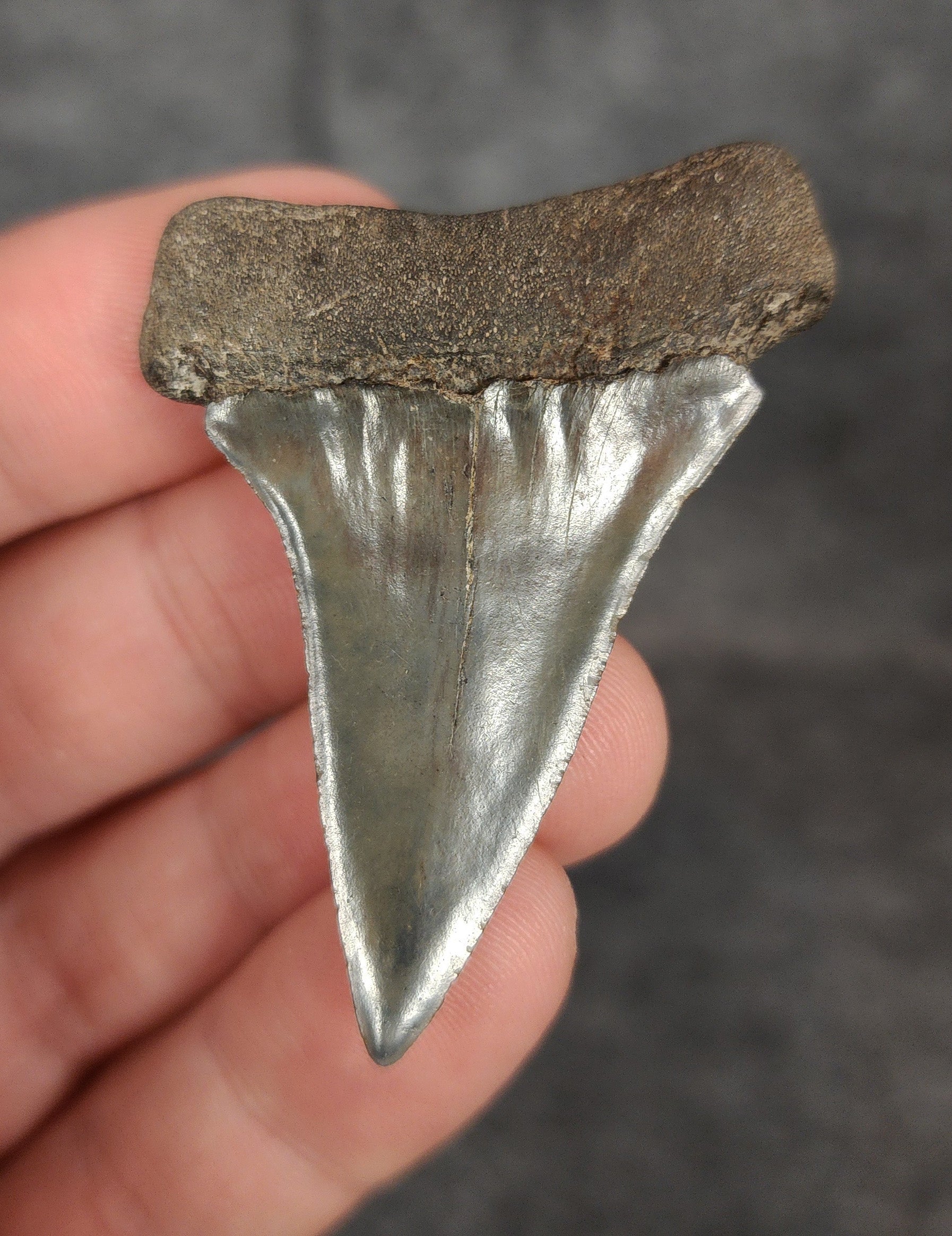 Rear view of a 2.08-inch fossil Mako shark tooth from Beaufort, South Carolina, highlighting the intact root structure and natural coloration.