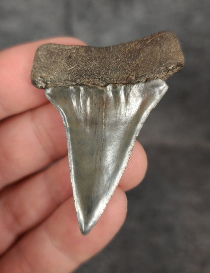 Rear view of a 2.08-inch fossil Mako shark tooth from Beaufort, South Carolina, highlighting the intact root structure and natural coloration.
