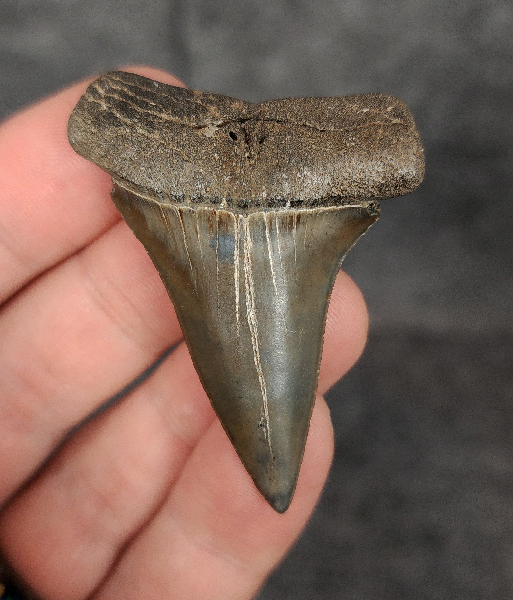 Front view of a 2.08-inch fossilized Mako shark tooth from Beaufort, South Carolina, showcasing smooth enamel and broad blade characteristic of Isurus hastalis.