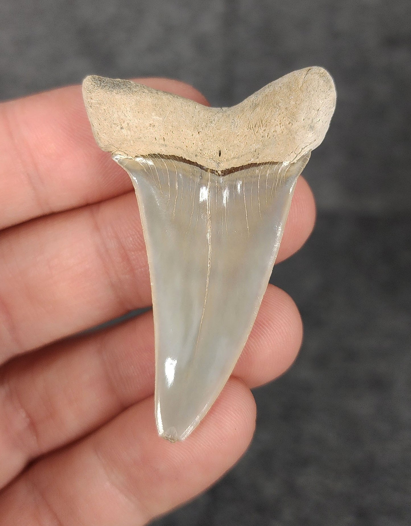 Rear view of a 2.08-inch fossil Mako shark tooth from Lee Creek, North Carolina, highlighting the intact root structure and natural coloration.