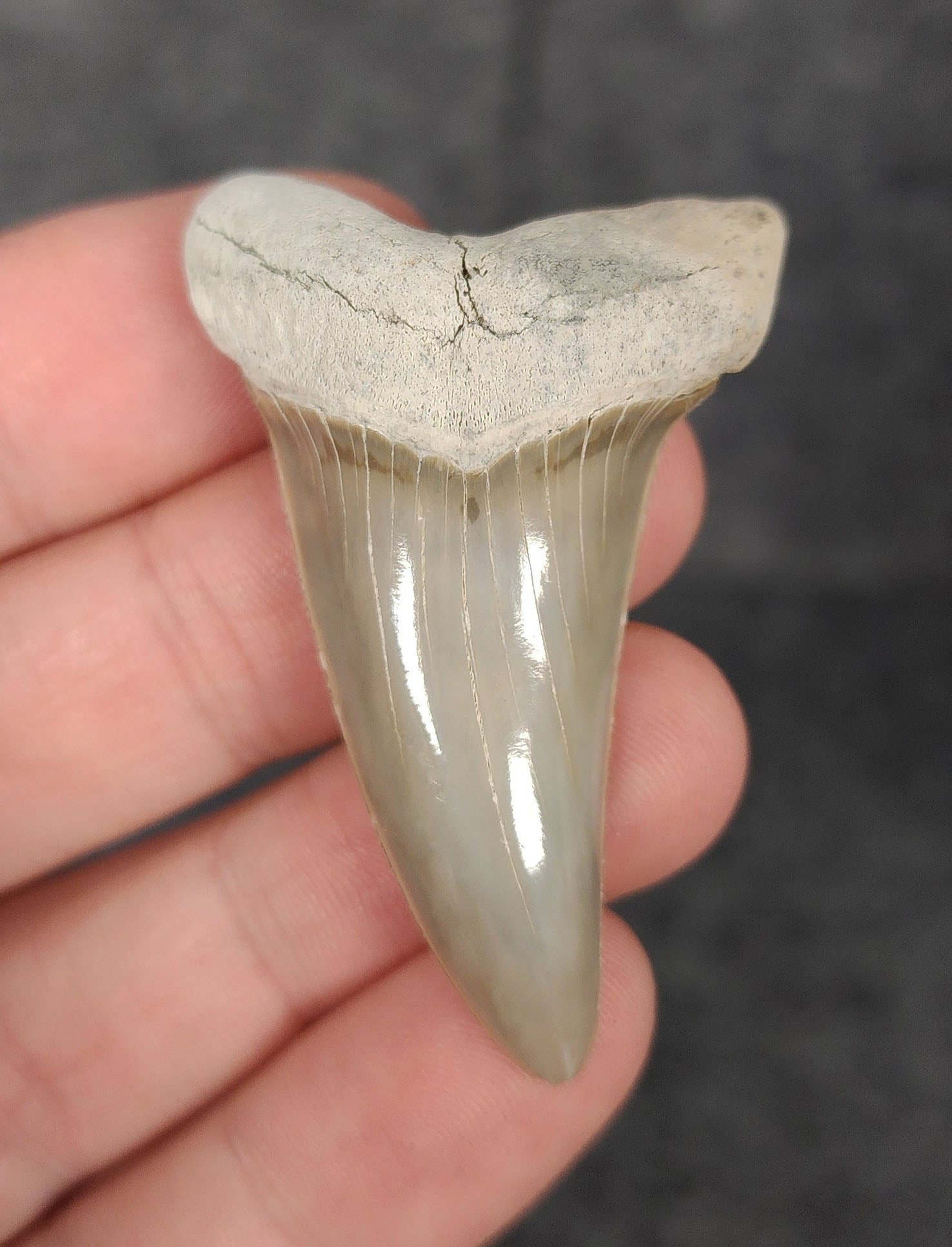 Front view of a 2.08-inch fossilized Mako shark tooth from Lee Creek, North Carolina, showcasing smooth enamel and broad blade characteristic of Isurus hastalis.