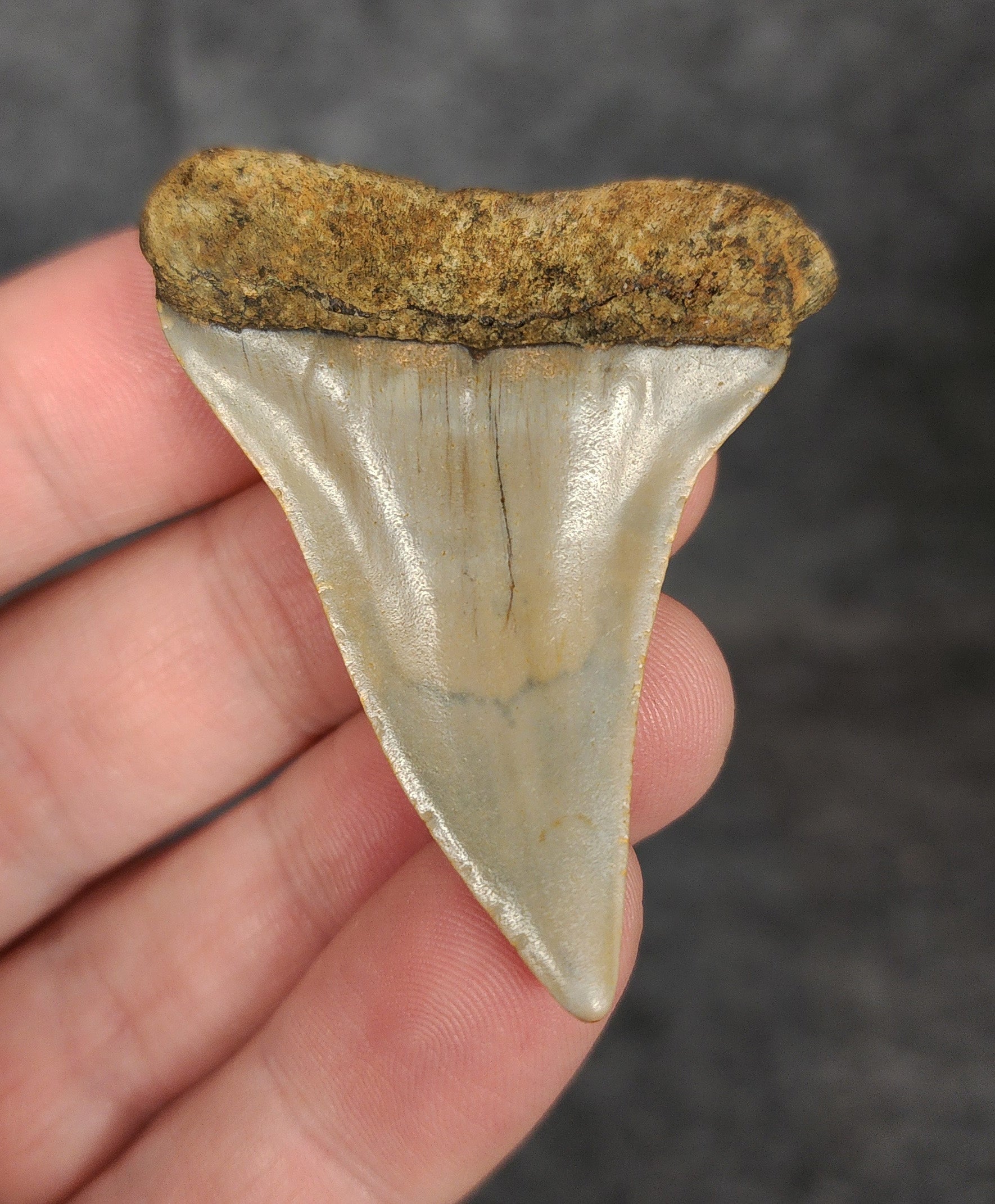 Rear view of a 2.08-inch fossil Mako shark tooth from North Carolina, highlighting the intact root structure and natural coloration.
