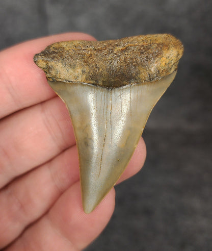Front view of a 2.08-inch fossilized Mako shark tooth from North Carolina, showcasing smooth enamel and broad blade characteristic of Isurus hastalis.