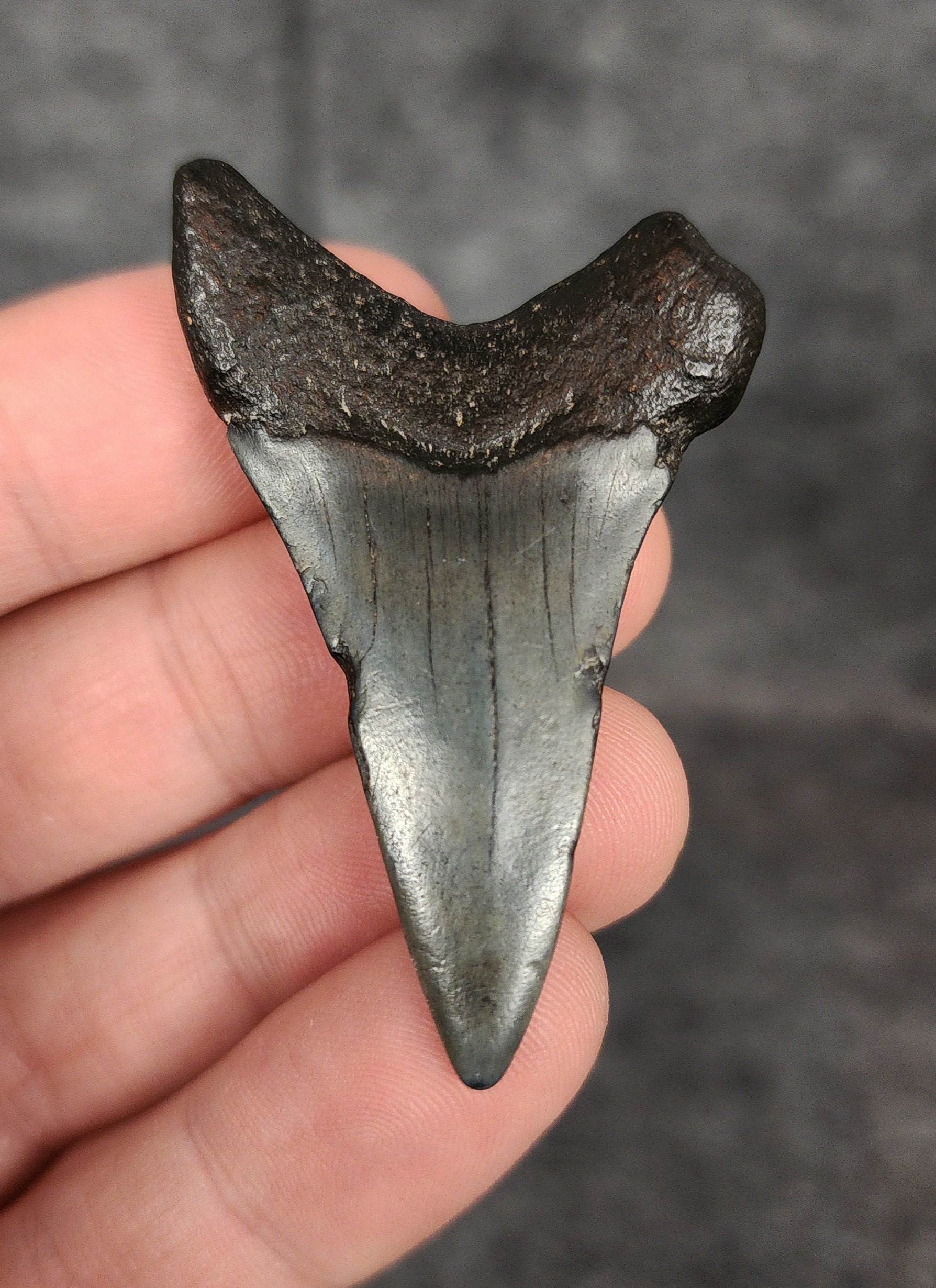Rear view of a 2.11-inch fossil Mako shark tooth from Beaufort, South Carolina, highlighting the intact root structure and natural coloration.