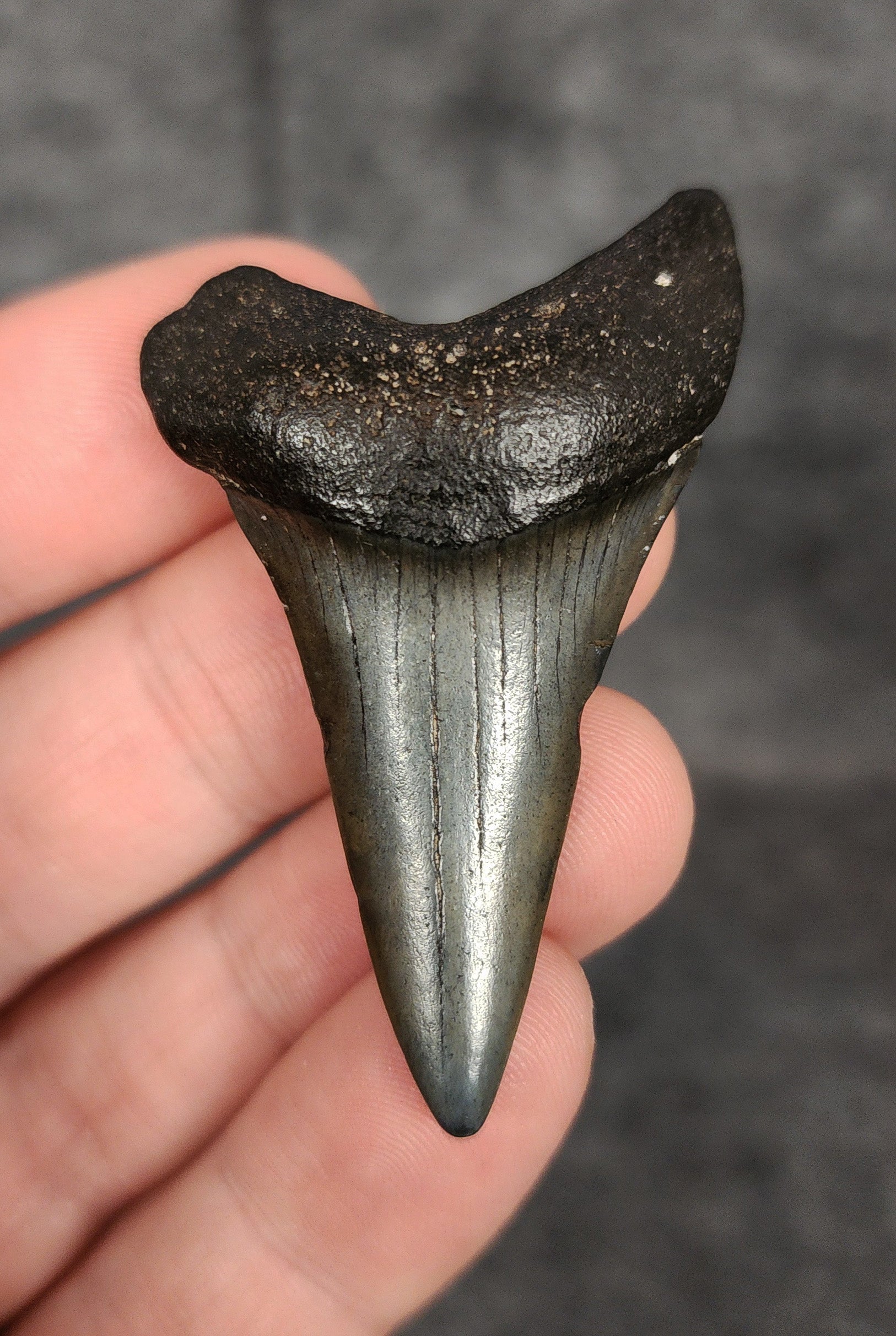 Front view of a 2.11-inch fossilized Mako shark tooth from Beaufort, South Carolina, showcasing smooth enamel and broad blade characteristic of Isurus hastalis.