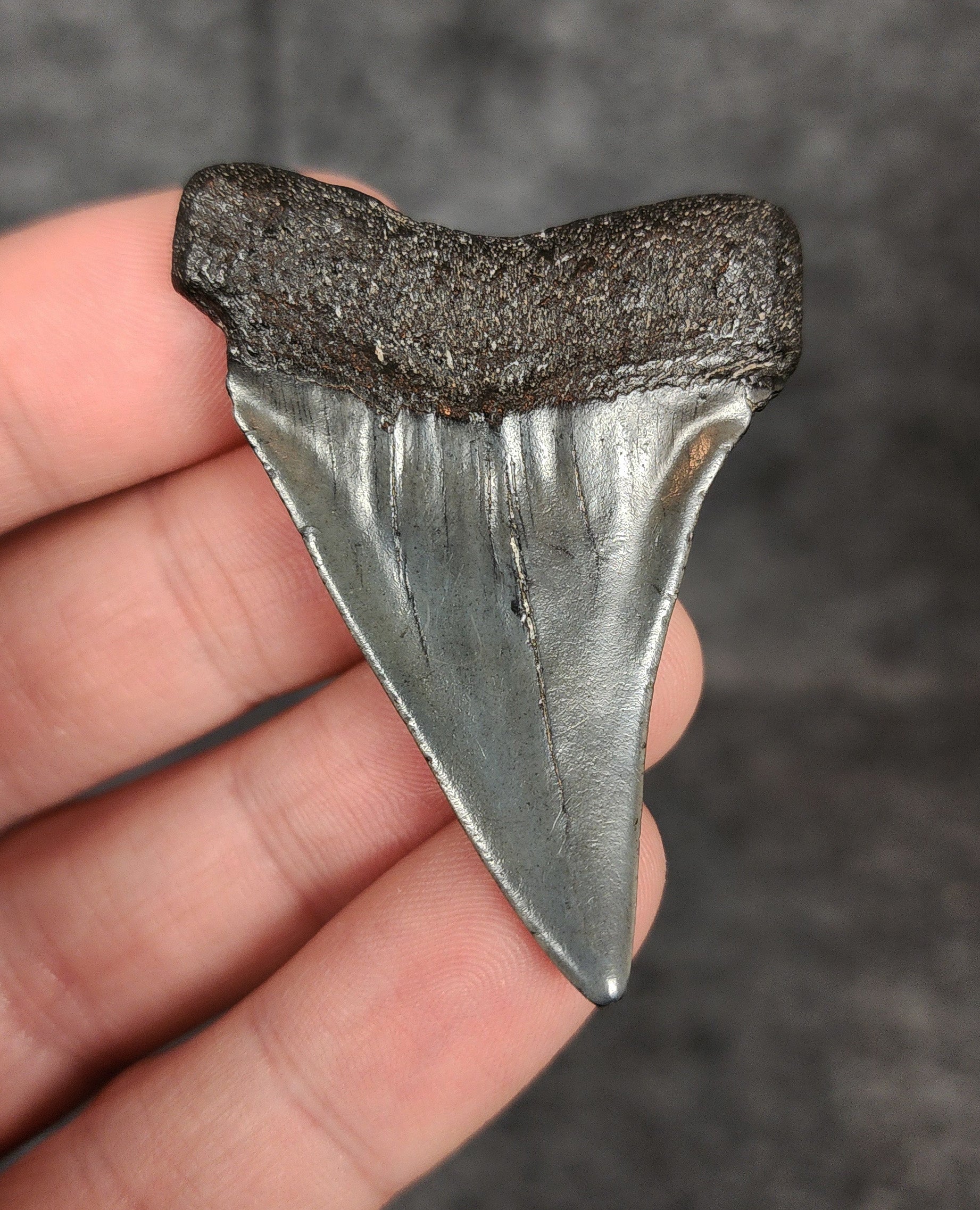 Rear view of a 2.15-inch fossil Mako shark tooth from Beaufort, South Carolina, highlighting the intact root structure and natural coloration.