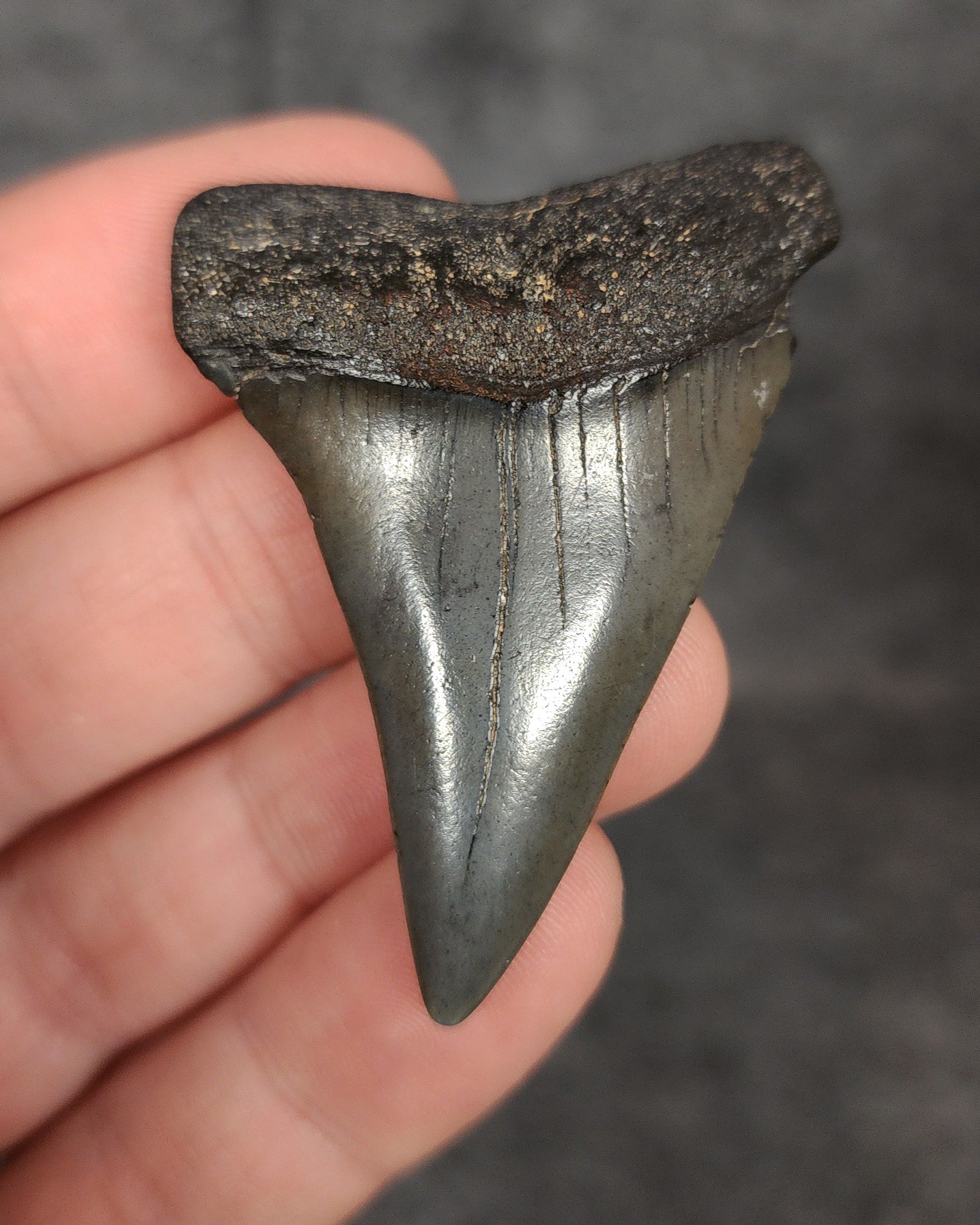 Front view of a 2.15-inch fossilized Mako shark tooth (Isurus hastalis) from Beaufort, South Carolina, showcasing smooth enamel and broad blade characteristic of the species.