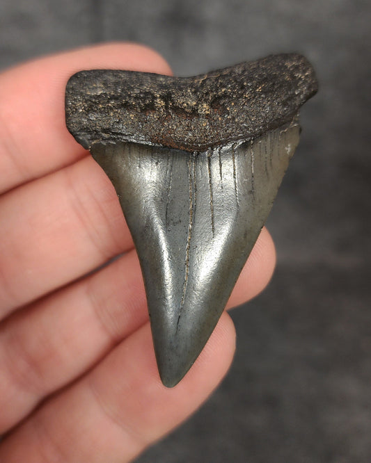 Front view of a 2.15-inch fossilized Mako shark tooth (Isurus hastalis) from Beaufort, South Carolina, showcasing smooth enamel and broad blade characteristic of the species.
