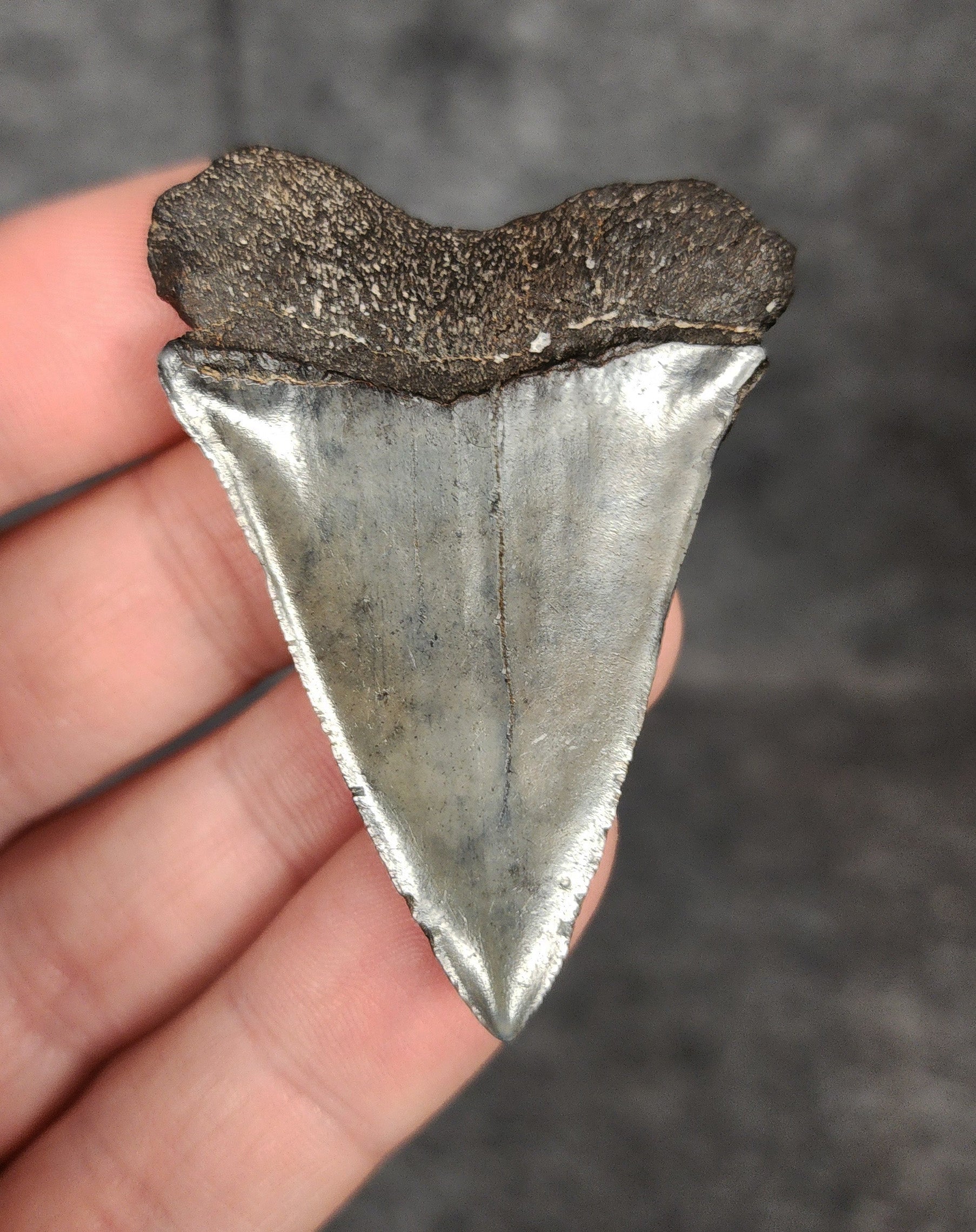 Rear view of a 2.16-inch fossil Mako shark tooth from Beaufort, South Carolina, highlighting the intact root structure and natural coloration.