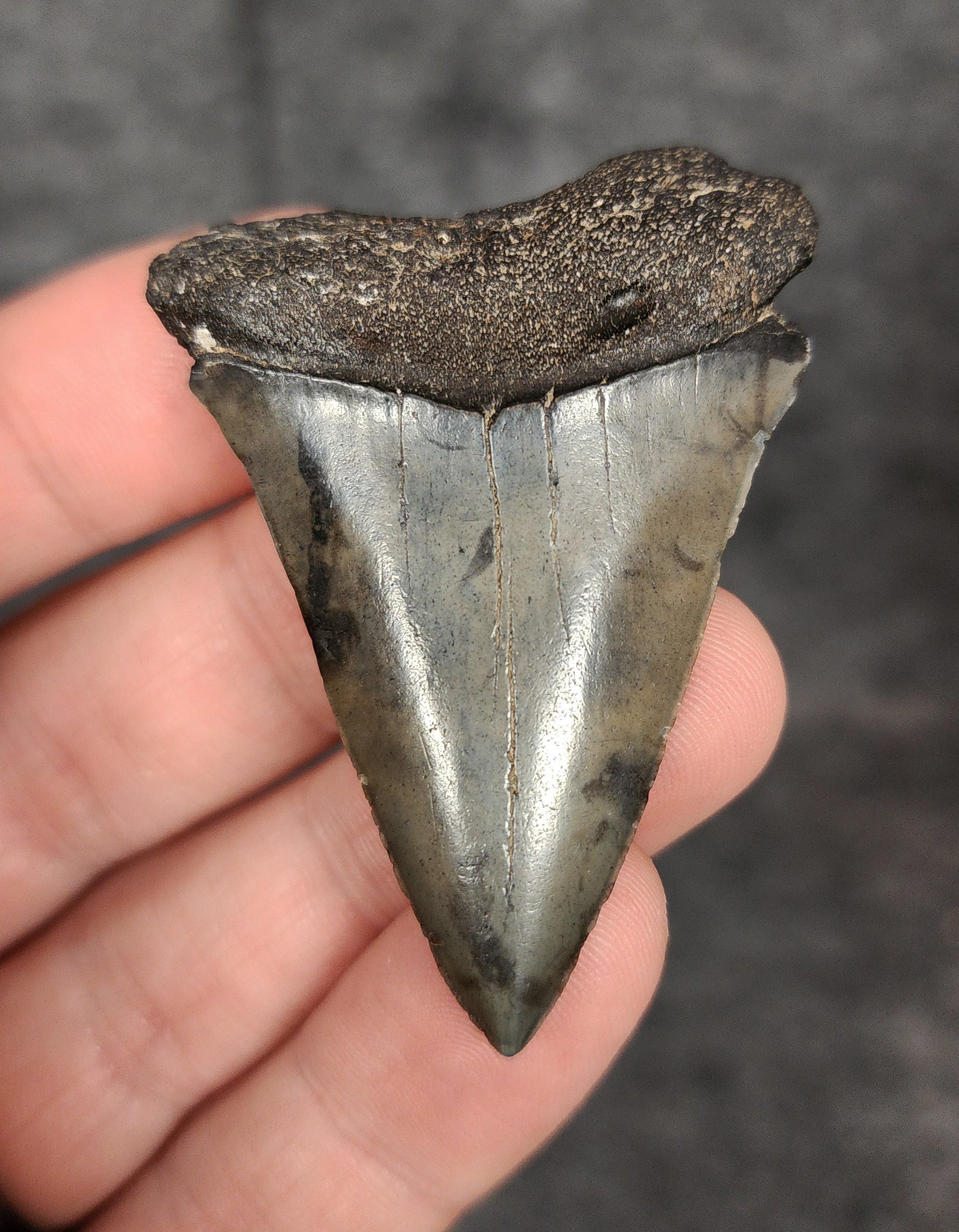 Front view of a 2.16-inch fossilized Mako shark tooth from Beaufort, South Carolina, showcasing smooth enamel and broad blade characteristic of Isurus hastalis.