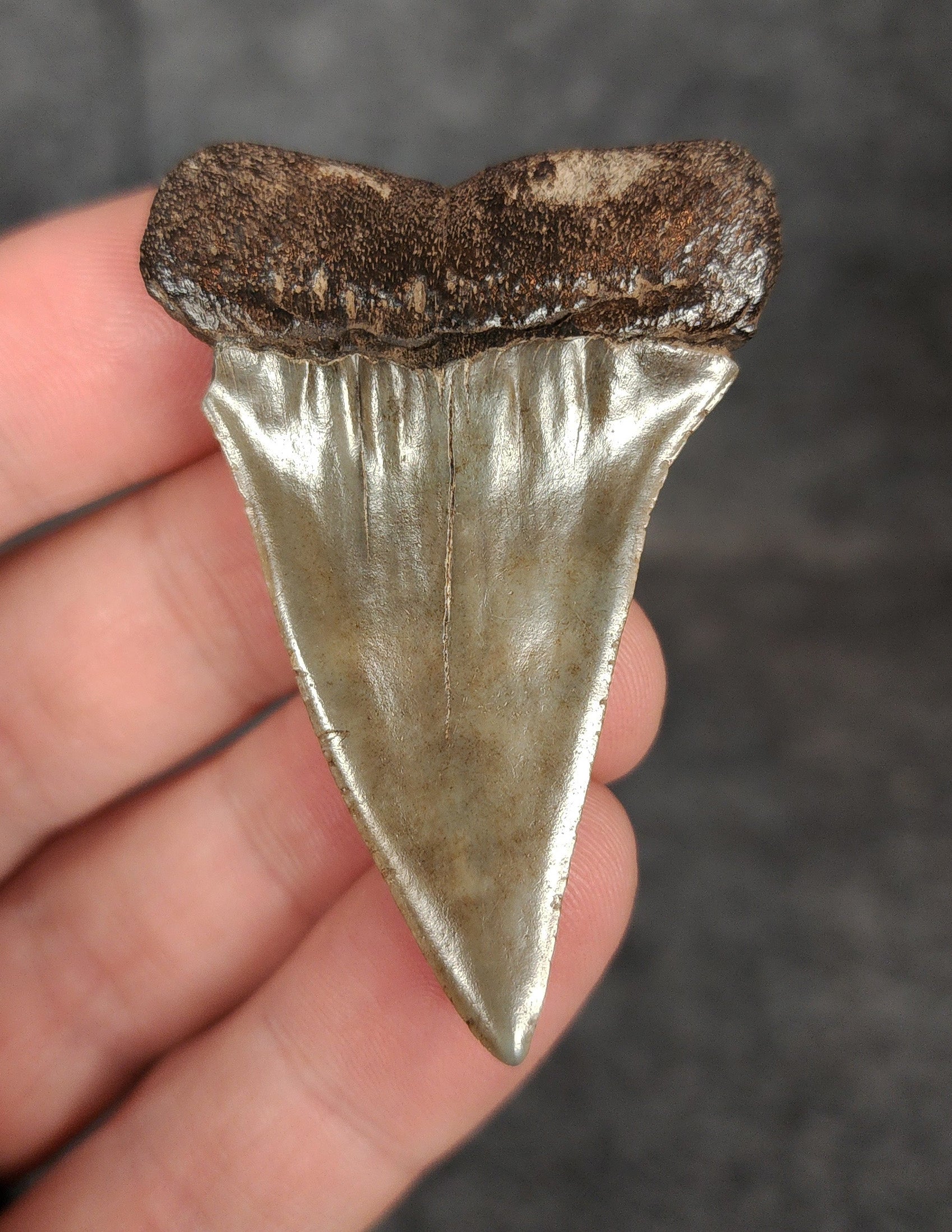 Rear view of a 2.16-inch fossil Mako shark tooth from South Carolina, highlighting the intact root structure and natural coloration.