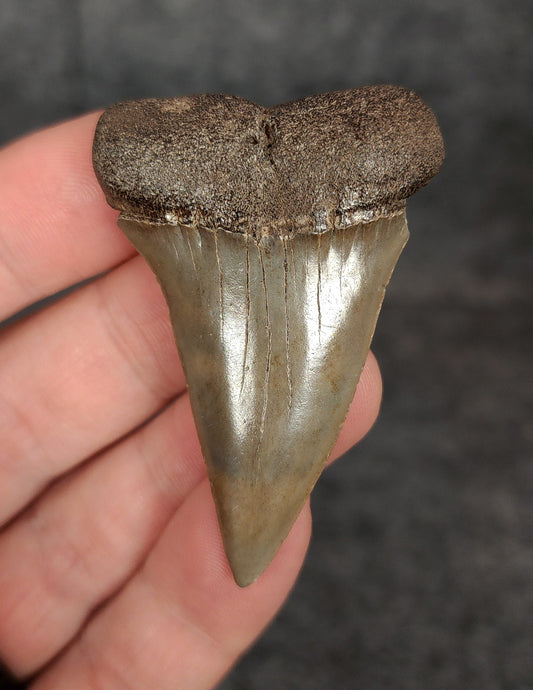 Front view of a 2.16-inch fossilized Mako shark tooth from South Carolina, showcasing smooth enamel and broad blade characteristic of Isurus hastalis.