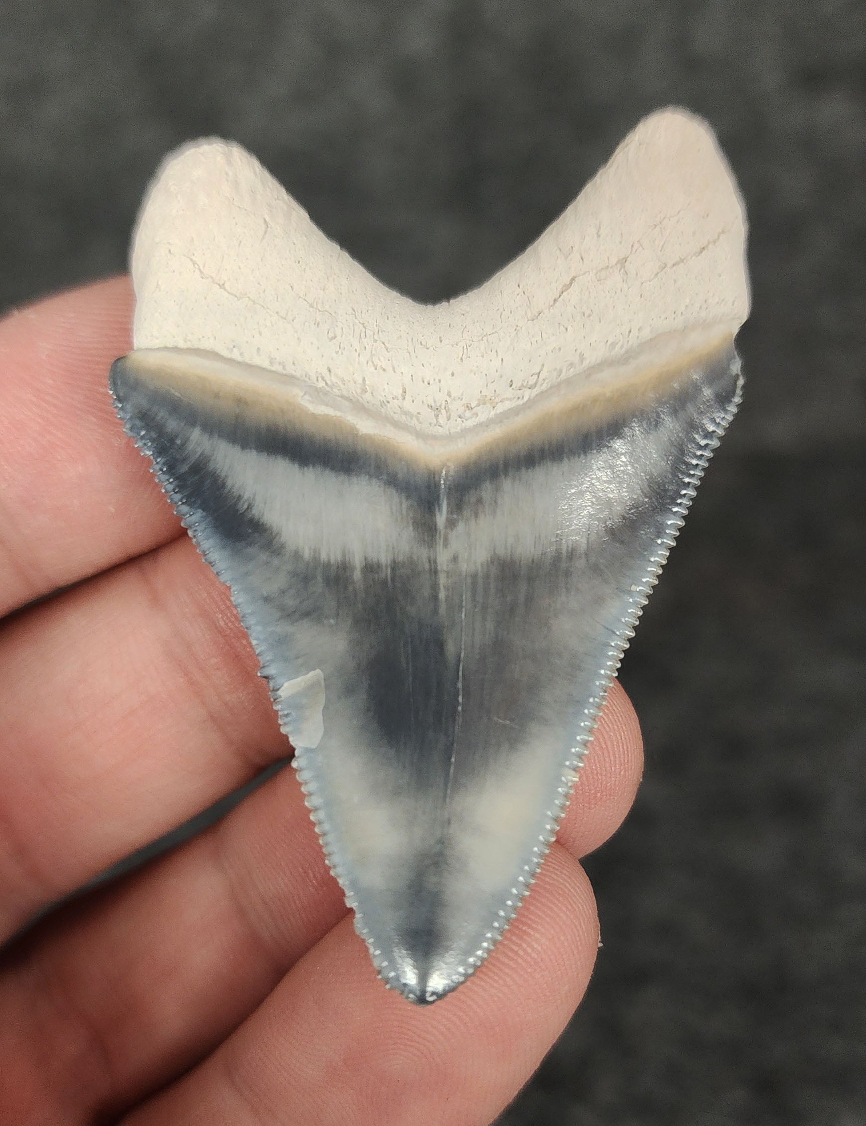 Back view highlighting the robust root structure of 2.18-inch Megalodon tooth fossil from Bone Valley, Florida.