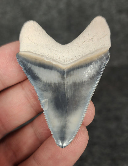 Back view highlighting the robust root structure of 2.18-inch Megalodon tooth fossil from Bone Valley, Florida.