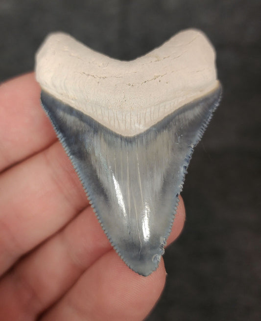 Front view of 2.18-inch high-quality Megalodon tooth fossil from Bone Valley, Florida, showcasing glossy enamel and sharp serrations.