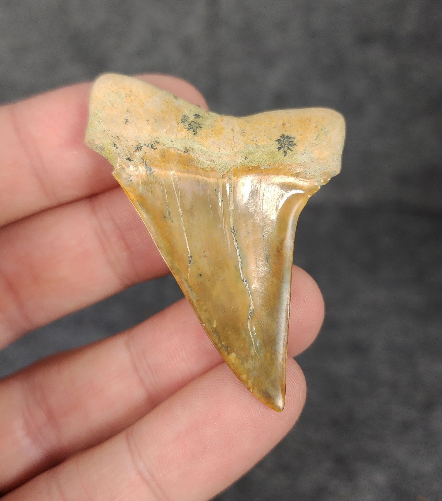 Rear view of a 2.19-inch fossil Mako shark tooth from Bakersfield, California, highlighting the intact root structure and natural coloration.
