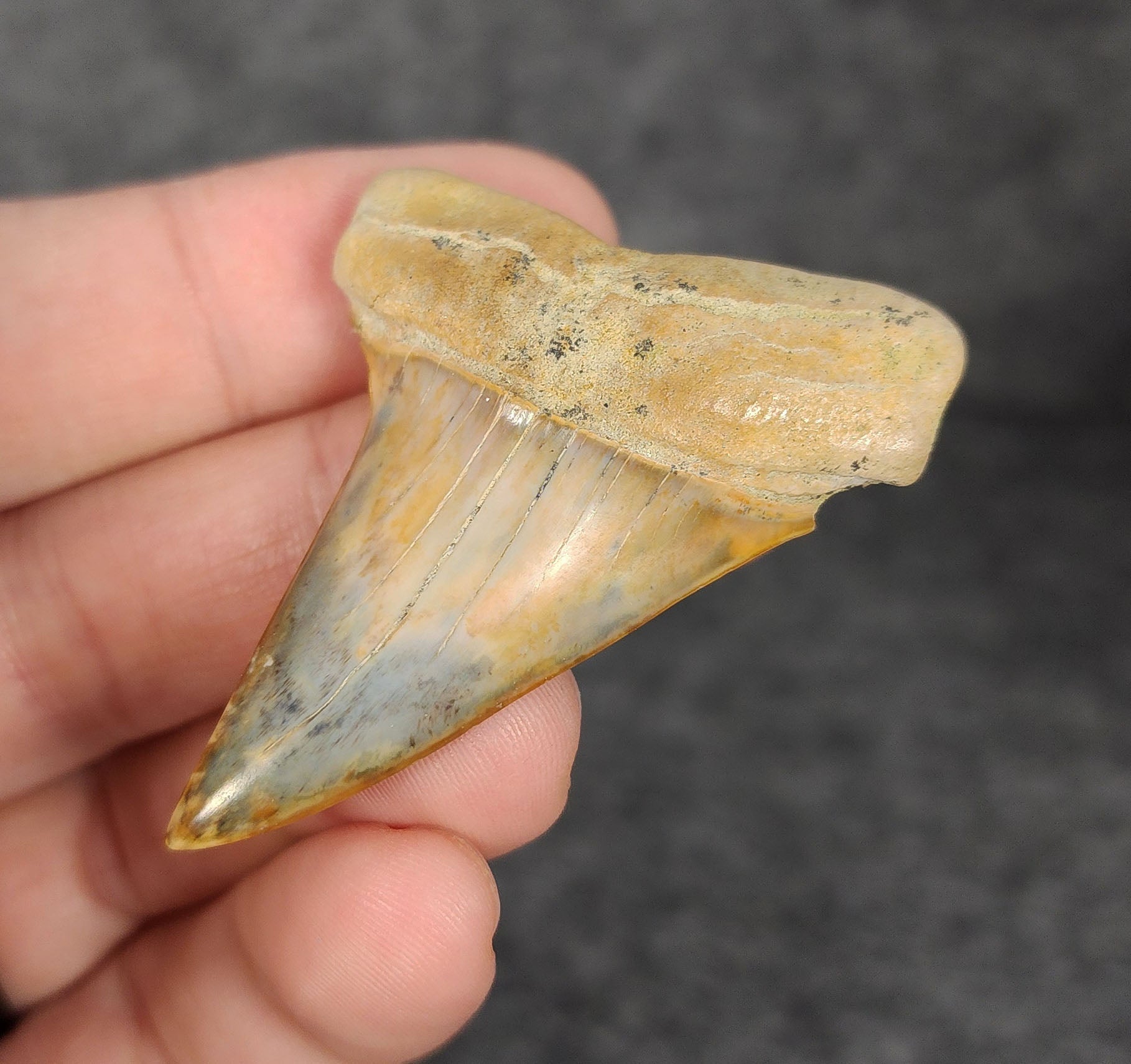 Display view of a 2.19-inch Mako shark tooth fossil from Bakersfield, California, shown with measurement scale for size reference.