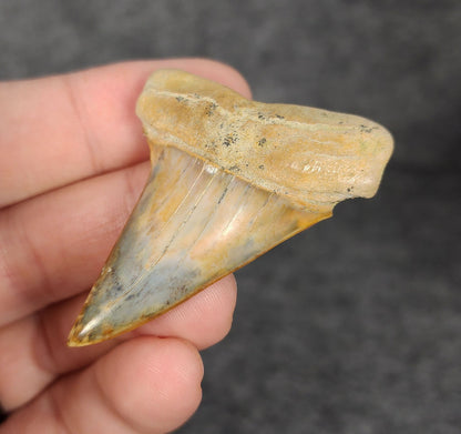 Display view of a 2.19-inch Mako shark tooth fossil from Bakersfield, California, shown with measurement scale for size reference.