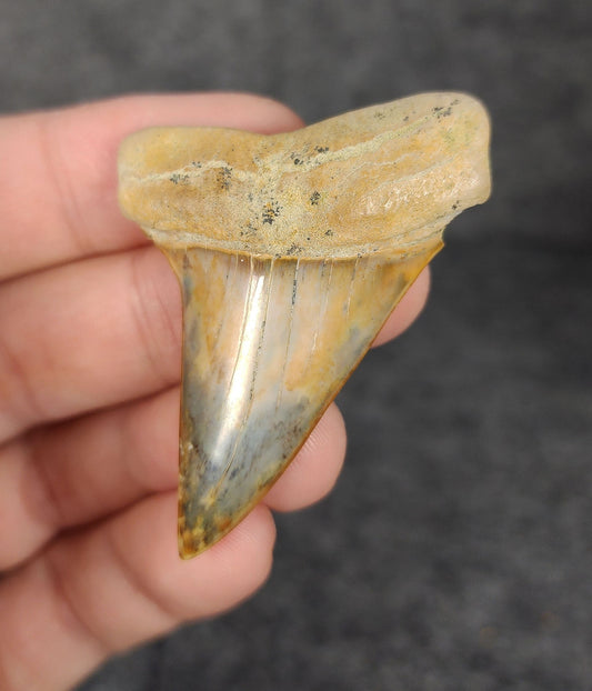 Front view of a 2.19-inch fossilized Mako shark tooth (Isurus hastalis) from Bakersfield, California, showcasing smooth enamel and broad blade characteristic of the species.