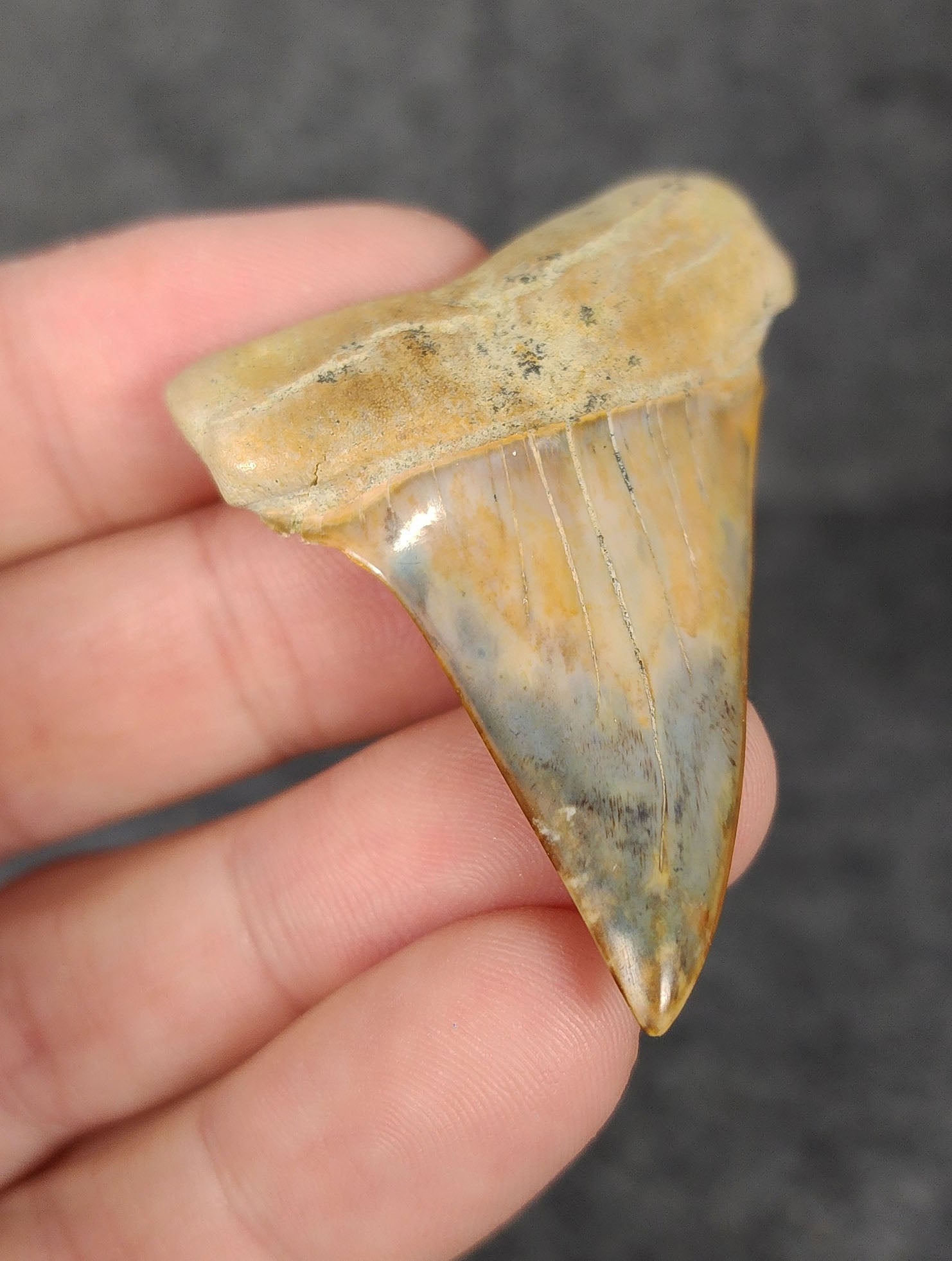 Side angle of a 2.19-inch fossilized Mako shark tooth from Bakersfield, California, emphasizing the tooth's thickness and curvature.