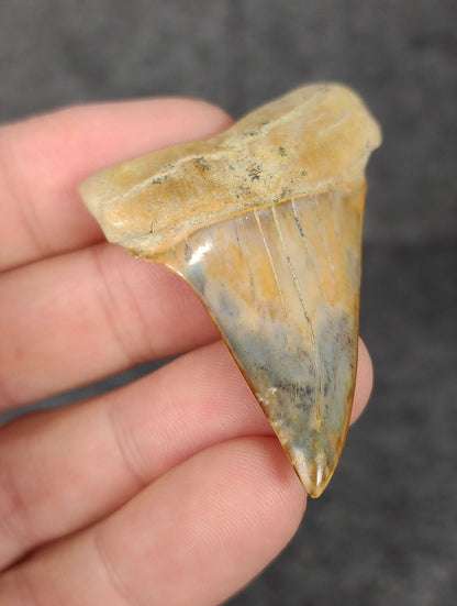 Side angle of a 2.19-inch fossilized Mako shark tooth from Bakersfield, California, emphasizing the tooth's thickness and curvature.